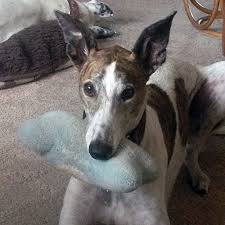 Can provide spay/neuter surgeries to control the pet population. Gra Utah Home
