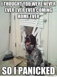 We have lots of cats, dogs, and other funny animal memes. 24 Hilarious Dogs With Captions To Brighten Your Day Playbarkrun