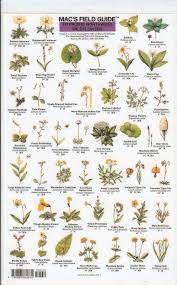 Mac S Field Guide To Pacific Northwest Wildflowers White Flowering Trees Wild Flowers Northwest Flowers