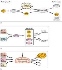 Muscle Wikipedia