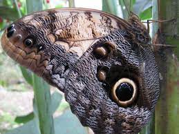 Owl Butterfly Caligo Memnon Beautiful Butterflies Moth Caterpillar Butterfly