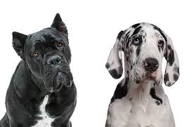 See pictures of the great golden danes from around the world! All About The Cane Corso Great Dane Mix Italian Daniff With Pictures