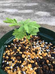 Image result for Elephantorrhiza elephantina