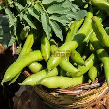 Broad beans for heart health: Broad Bean Bison Seeds Only For 1 59 Happy Green Shop
