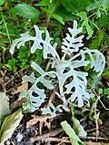 Image result for Senecio luembensis
