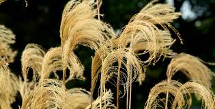 Image result for Miscanthus