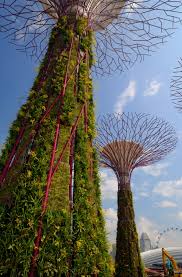 Angelegt von dem schotten lawrence niven im jahr 1859 beherbergt der garten noch heute vielerlei historische. Botanische Garten In Singapur Die Baume Der Welt Fur Den Garten Am Meer Umwelt Faz