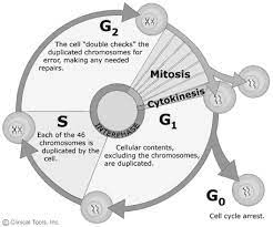 Check spelling or type a new query. Https Www2 Le Ac Uk Projects Oer Oers Genetics Oers The 20cell 20cycle The 20cell 20cycle Trf Pdf