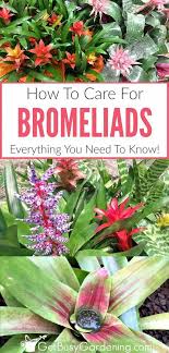 Bromeliad Plant Care How To Grow Bromeliad House Plants Growing Plants Indoors Plants Indoor Tropical Plants