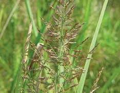 Image result for Sporobolus agrostoides