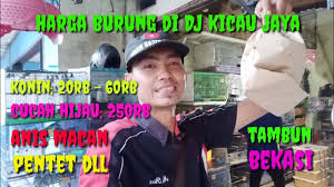 Maybe you would like to learn more about one of these? Harga Burung Di Dj Kicau Jaya Tambun Bekasi Youtube
