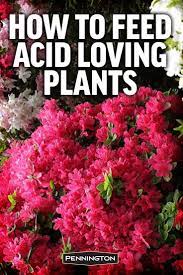 Pin On Flower Gardening