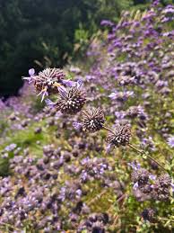 Image result for Nemesia lilacina