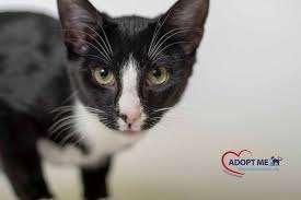 Maximillion By Desilva Studios Llc Cats Animals Studio