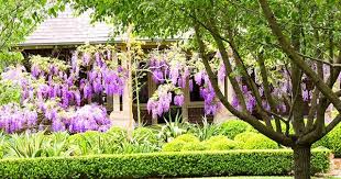 Want to grow wisteria all over you garden? Wisteria Plant Guide Types Climate And Pruning Australian House And Garden