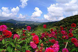Cameron highland orchid and rose garden. Equatorial Hotel Cameron Highlands Pahang Malaysia Bjaya Com