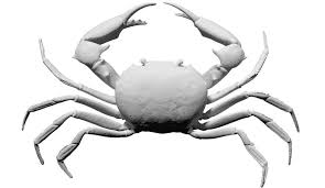 Free Scan Carcinoplax Suruguensis Crab 3d Model In 2020 3d Model Crab Model