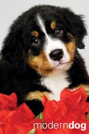 Dogs hd wallpapers anime wallpaper iphone wallpaper morkieflash. Puppies Free Modern Dog Wallpaper Modern Dog Magazine