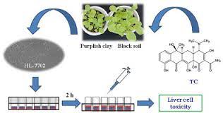 Tetracycline Uptake By Pak Choi Grown On Contaminated Soils And Its Toxicity In Human Liver Cell Line Hl 7702 Sciencedirect