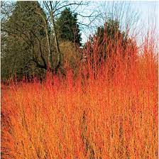 It is also referred to as red osier dogwood, western dogwood and redstem dogwood. Red Twig Dogwood The Leaves Of Most Varieties Also Turn Brilliant Red Or Reddish Purple Before They Fall For The Red Twig Dogwood Twig Dogwood Autumn Garden