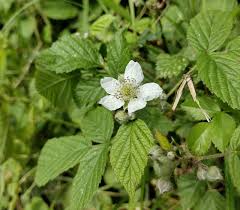 Image result for Rubus