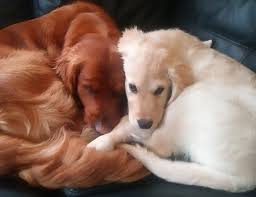 99% of dog owners will make these 7 mistakes when raising their golden retriever. X0rqgvuapb1nwm