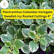 Image result for Plectranthus verticillatus