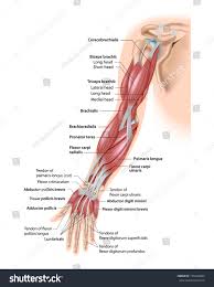 Just try to improve a little each day and commit a muscle or two to memory there's three heads here. Muscles Of The Arm Anterior Labeled Royalty Free Stock Photo 155445683 Avopix Com
