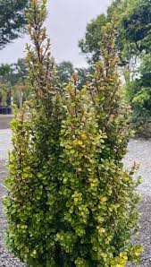 Image result for Myrsine