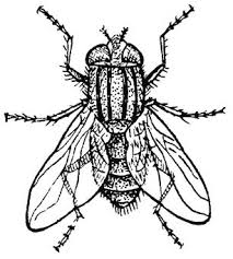 Coloring Page Housefly Img 15745 Flying Tattoo Public Domain Clip Art Insect Coloring Pages