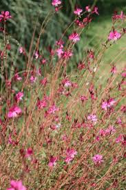 Image result for Oenothera lindheimeri