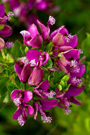 Image result for Polygala myrtifolia