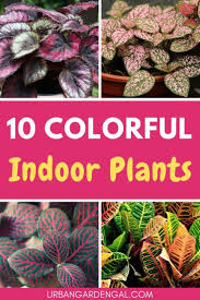 We did not find results for: These Beautifully Colored Houseplants Can Brighten Up Your Home Read On For My Top 10 Colorful Indoor Plants Indoor Inside Plants Plants House Plants Indoor