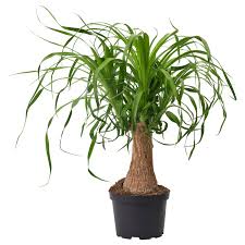 Image result for Beaucarnea recurvata