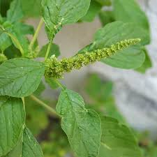Image result for Amaranthus blitum