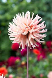 I've found that dropping them in a vase of hot water and letting it cool to room temperature can extend their vase life up to 2 to 3 days. Don T Dig Up Dahlias For Winter What To Do Instead The Middle Sized Garden Gardening Blog