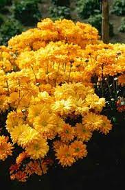 Pin By Lyric On The Flower Farm Chrysanthemum Flower Garden Flower Farm