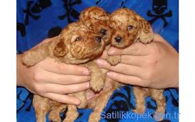 Toy Poodle Kopek Fiyatlari Mama Ve Malzeme Kampanyali Poodle Yavru Kopek Kopek