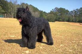 How much do bouvier des flandres puppies cost? 100 Best Bouvier Des Flandres Dog Names The Paws