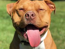 This will allow the pup to have frequent, small meals so that they receive the amount of nutrition that they need but don't gorge themselves. Red Nose Pitbull Red Nose Pit Bulls Care