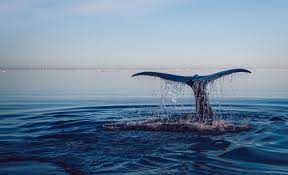 — national oceanic and atmospheric administration The Biggest Threat To Our Oceans Is That We Ve Taken Them For Granted Horizon The Eu Research Innovation Magazine European Commission