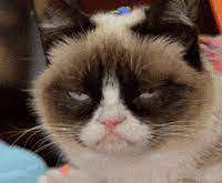 27 very funny grumpy cat meme images, gifs, joke & photos | picsmine. Grumpy Cats Gifs Get The Best Gif On Giphy