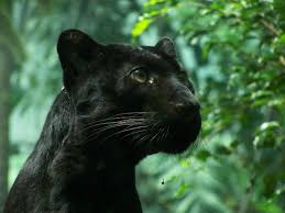 I M Panther Struts I M One Of Spiderboy S Students My Forms Name Is Justin I M Strong And I Protect Who I Need Wait Until You Read What Else I Can Kaplan