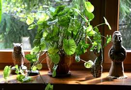How much oxygen does my house plant produce? Do Houseplants Increase Oxygen Levels Garden Myths