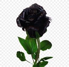 We offer an extraordinary number of hd images that will instantly freshen up your smartphone or computer. Black Rose Flower Desktop Wallpaper Yellow Png 538x800px Black Rose Black Blue Blue Rose Color Download