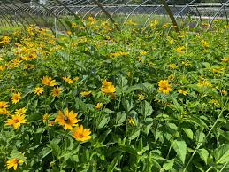 Image result for Heliopsis