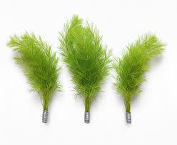 Image result for Ranalisma