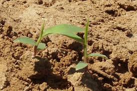 Image result for Moorochloa eruciformis