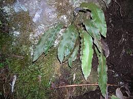 Image result for Elaphoglossum acrostichoides