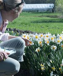 Shop our selection of water lilies and begonia bulbs. Narcissus Daffodil Growing Information Spring Flowering Bulb Culture